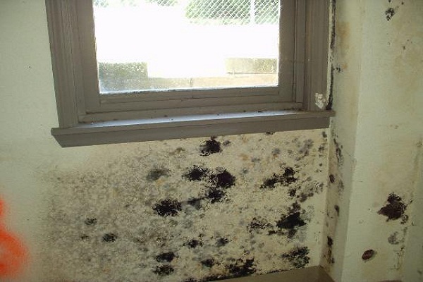 Eliminating Dangerous Fungus in Your Home