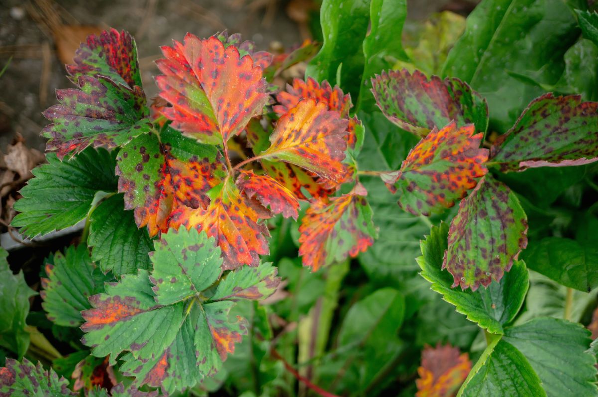 Why strawberry leaves turning red