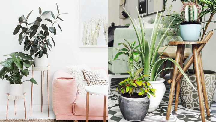 Decorate-with-Indoor-Plants