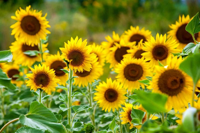 Can You Cut Sunflowers with Scissors: Tips for Extended Sunflower Life