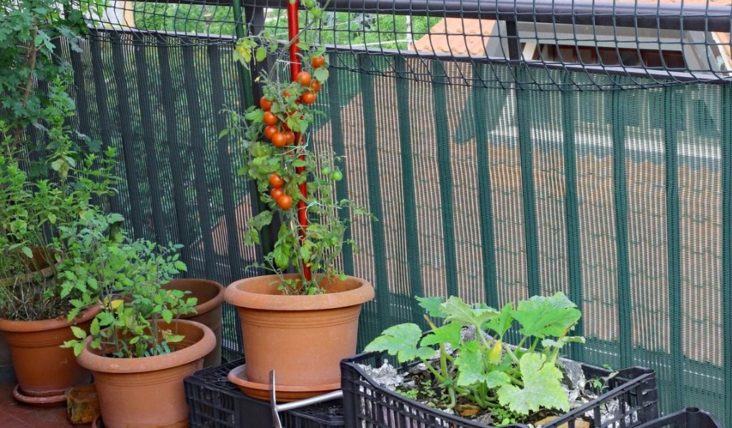 Thriving Balcony Vegetable Garden