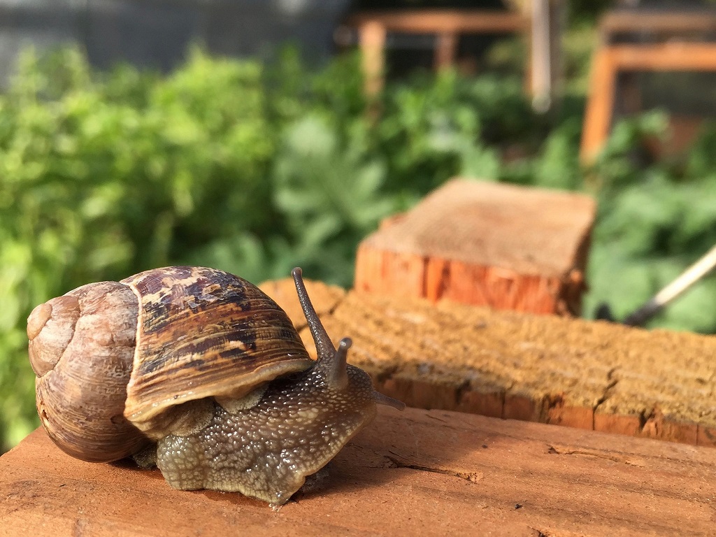 To care for garden snails