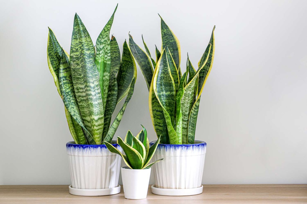 Caring for Your Propagated Snake Plants