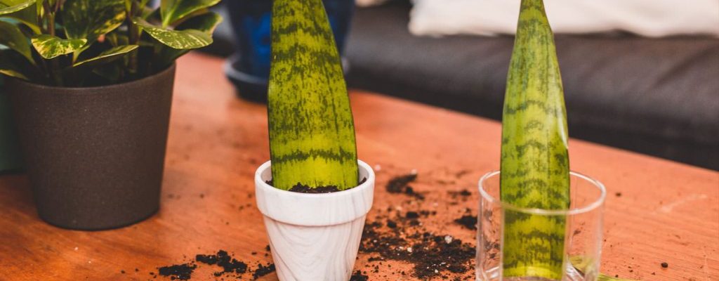 Is it better to propagate a snake plant in water or soil?