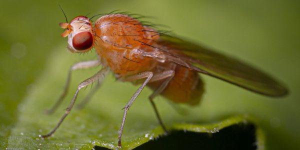 How to Get Rid of Drain Gnats & Flies in your Sink