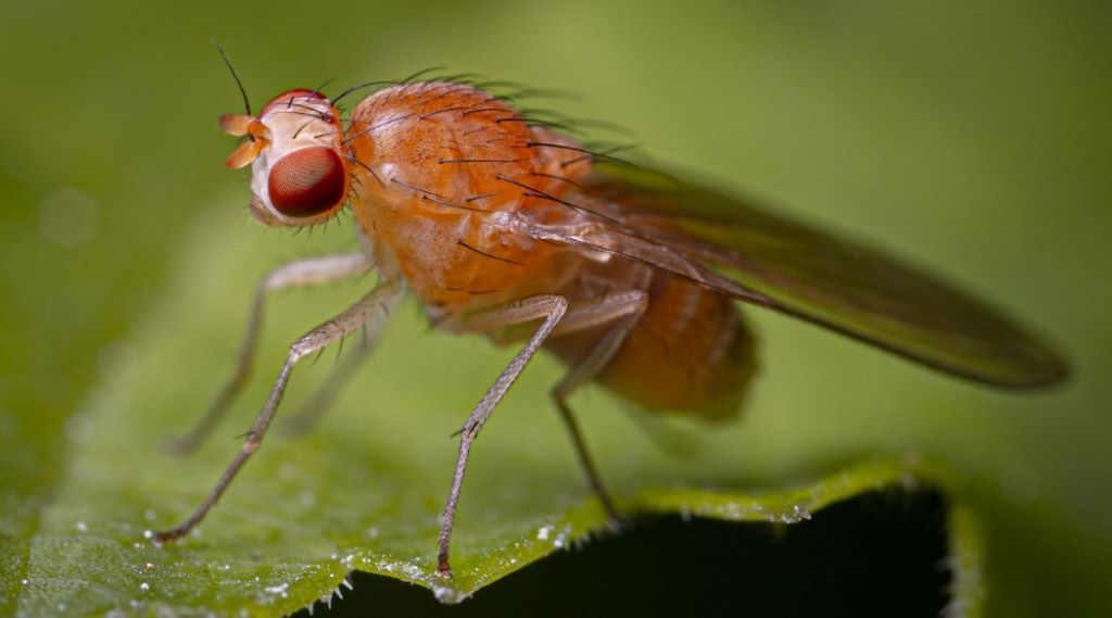 How to Get Rid of Drain Gnats & Flies in your Sink