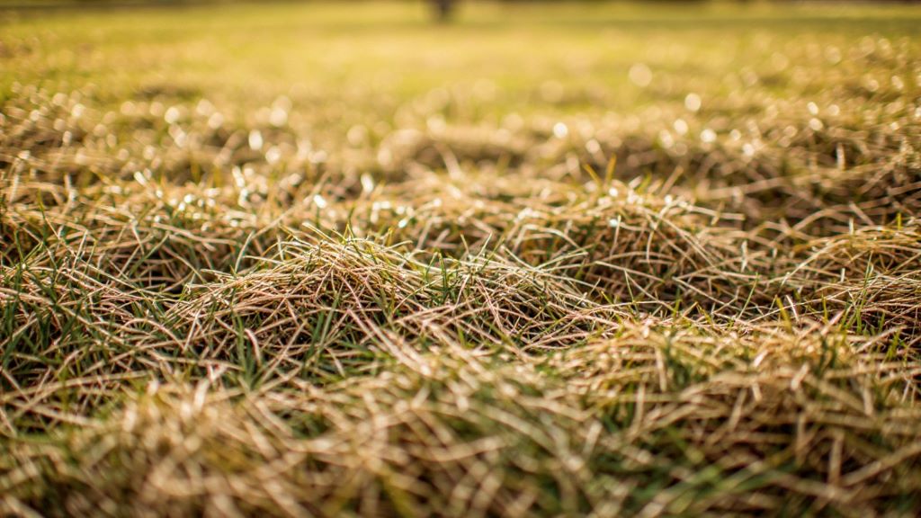 Close-up view of flattened grass blades showing winter damage and matting requiring lawn care treatment