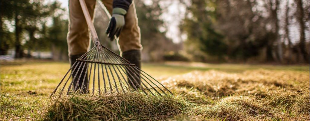 Homeowner raking matted grass on lawn after winter to remove debris and promote spring recovery