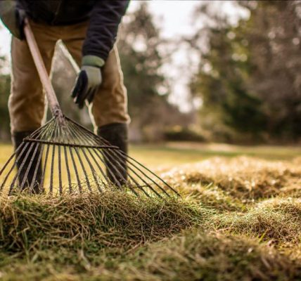 Homeowner raking matted grass on lawn after winter to remove debris and promote spring recovery