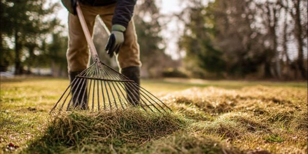 Homeowner raking matted grass on lawn after winter to remove debris and promote spring recovery