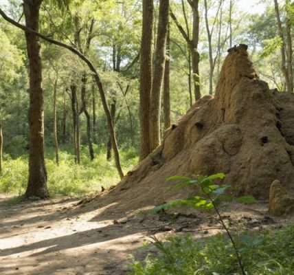 How to master termite control by understanding their ecology. Learn about colony hierarchy, feeding habits, and habitat needs to protect your home effectively.