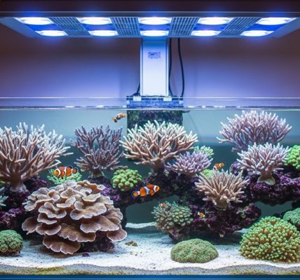 best reef tank lighting setup for coral growth